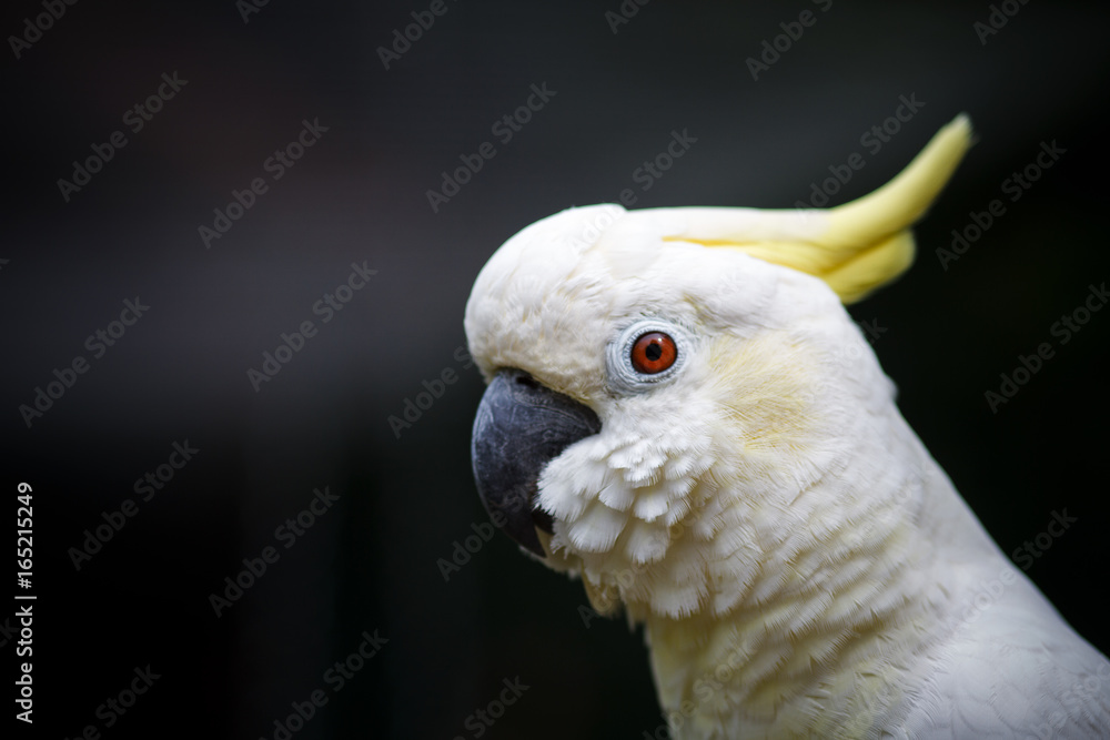 White Cockatoo, Sulphur-crested Cockatoo (Cacatua sulphurea). White Cockatoo, Sulphur-crested Cockatoo (Cacatua sulphurea).