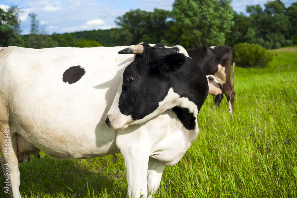 Cow on a summer pasture. Cow on a summer pasture.
