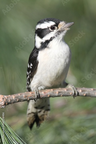 Downy Woodpecker (Picoides pubescens) © Steve Byland
