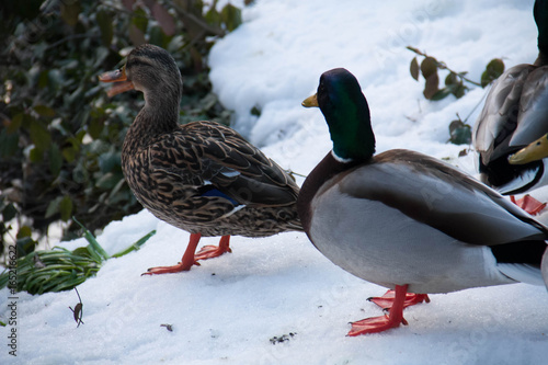 Two ducks on snow in winter