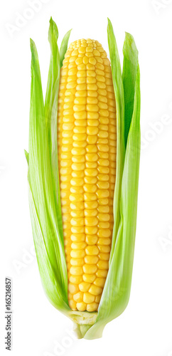 Isolated corn. One ear of sweet corn with leaves isolated on white background with clipping path