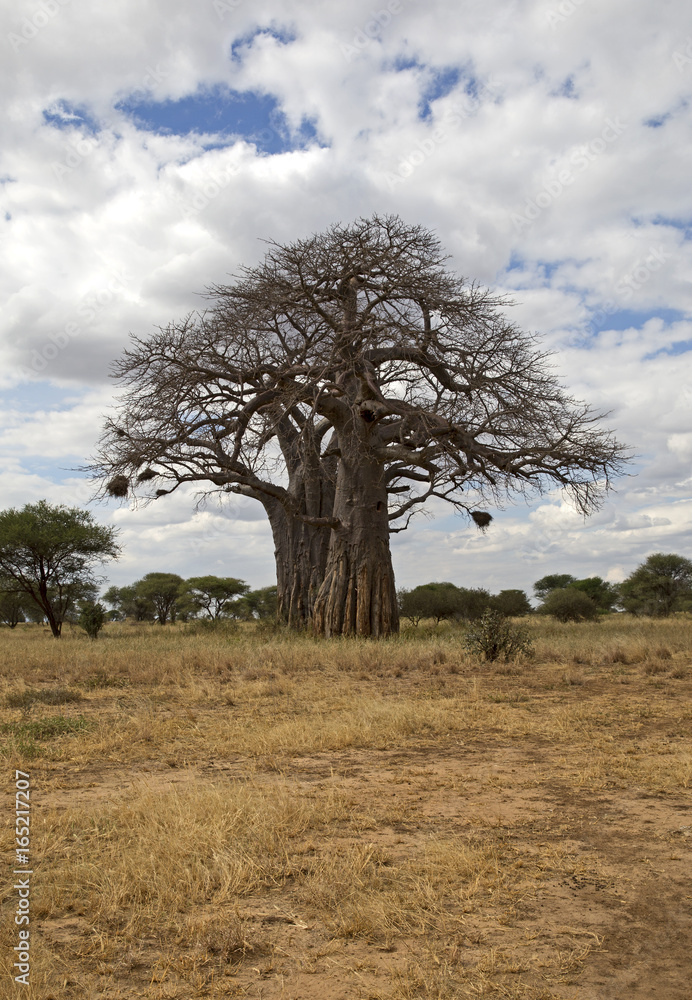 Baobab tree in Tarangire national park, Tanzania Baobab tree in Tarangire national park, Tanzania