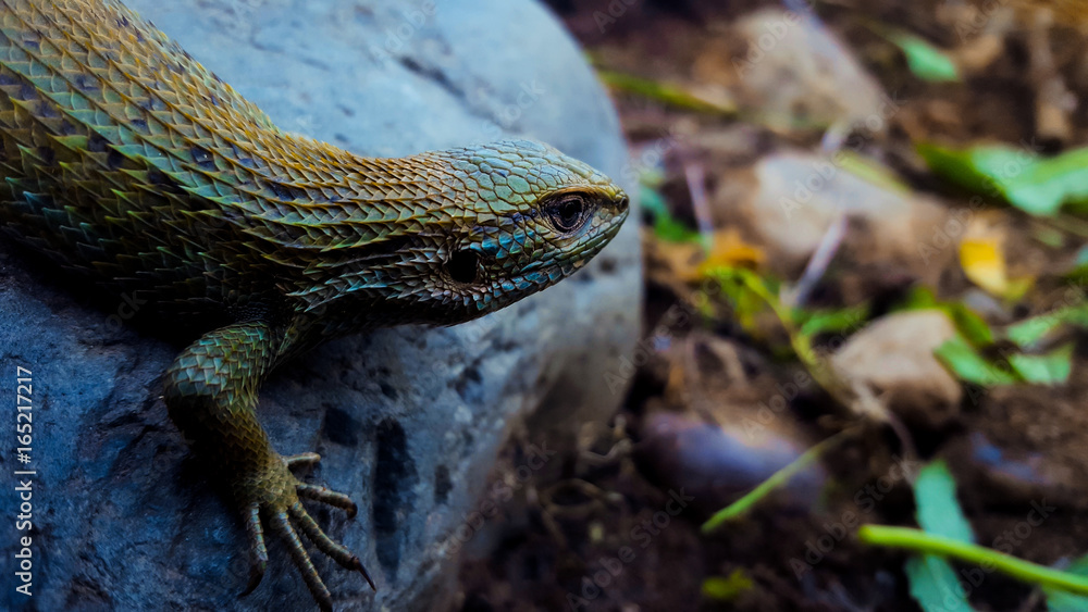 Fototapeta premium lagartija