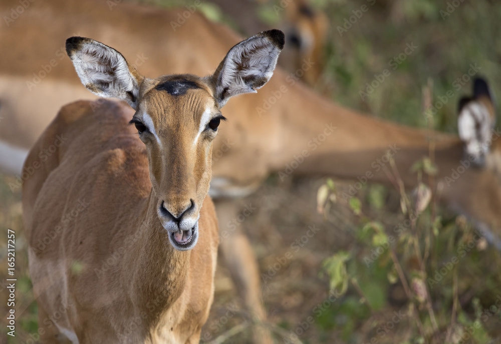 Beautiful Impala taken in Tarangire national park, Tanzania Beautiful Impala taken in Tarangire national park, Tanzania