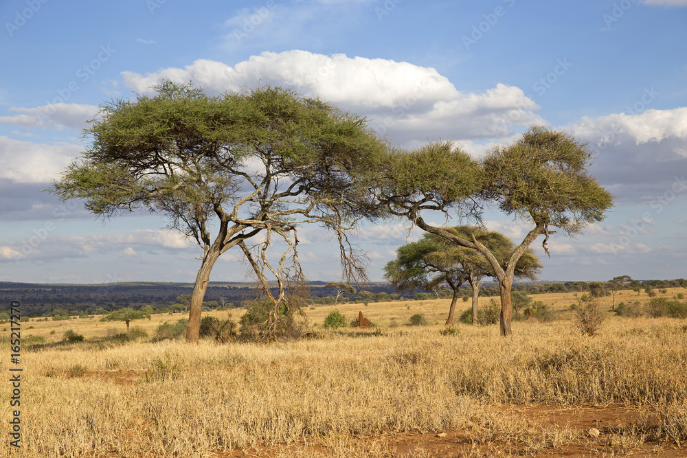 Landscape of Tarangire national park, Tanzania Landscape of Tarangire national park, Tanzania