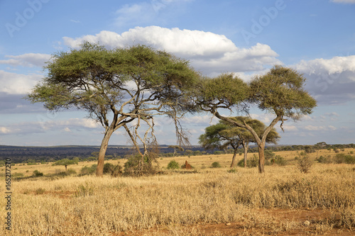 Landscape of Tarangire national park, Tanzania