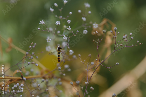 Schwebefliege
