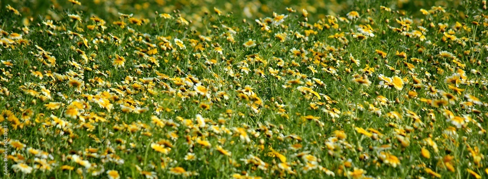 Beautiful field with yellow daisies