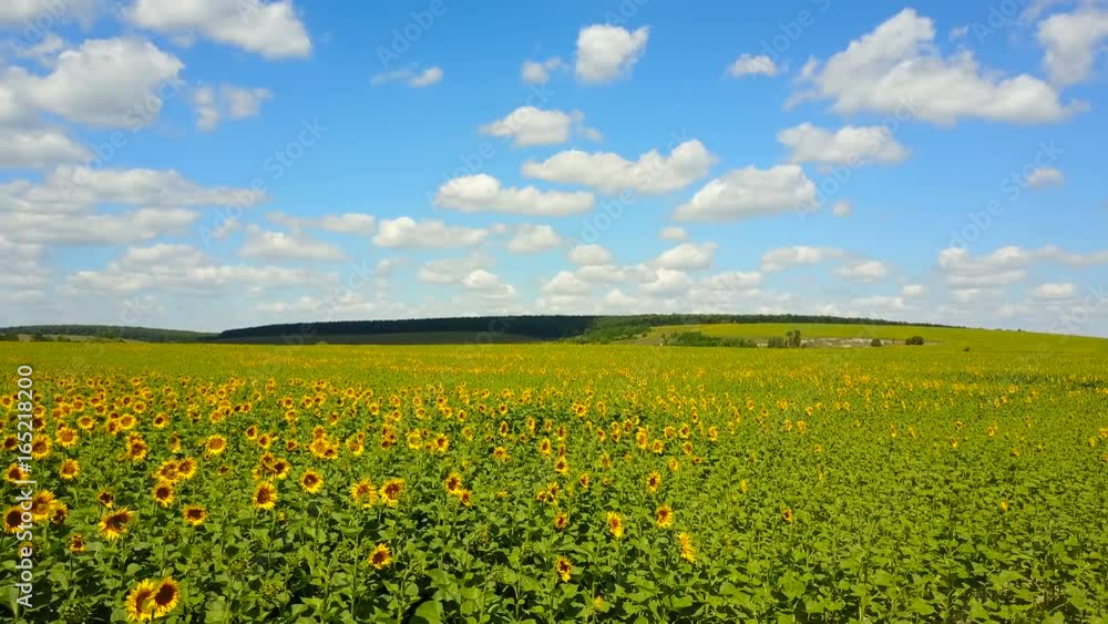 Sunflower Field With Cloudy Blue Sky Sunflower Field With Cloudy Blue Sky