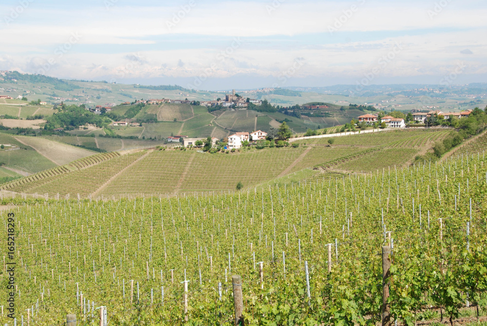 View of the Langhe vineyards