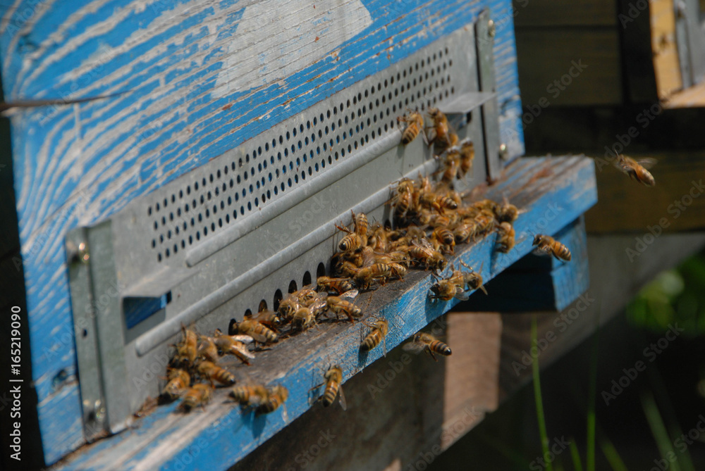 Bees at the entry of their hive Bees at the entry of their hive