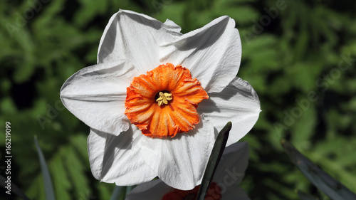 Fototapeta Naklejka Na Ścianę i Meble -  Osterglocke