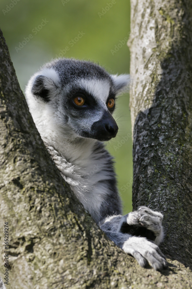 Obraz premium Ringstaartmaki in de boom.