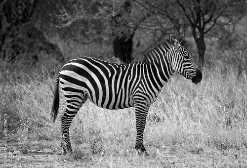 Black and white image of a zebra taken in Tarangire national park, Tanzania