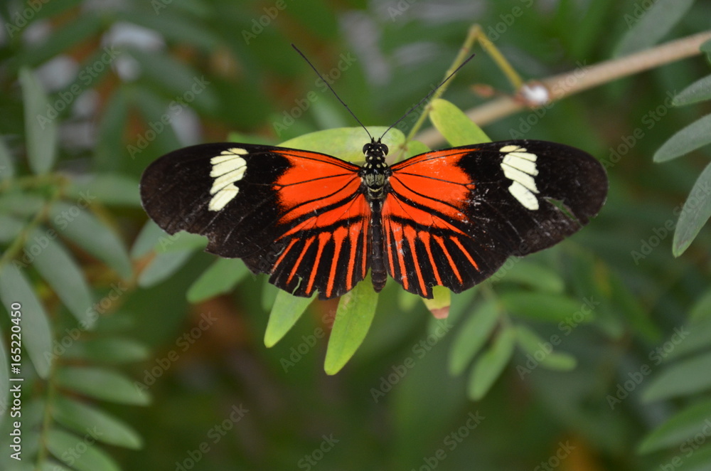 Postman butterfly heliconius melpomene Postman butterfly heliconius melpomene