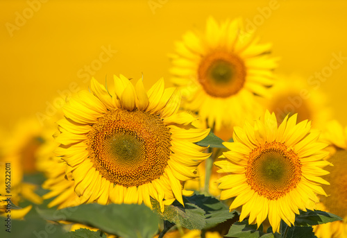 Fototapeta Naklejka Na Ścianę i Meble -  Field of sunflowers . Close up of sunflower against a field
