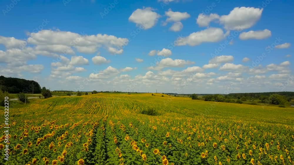 Sunflower Field With Cloudy Blue Sky Sunflower Field With Cloudy Blue Sky