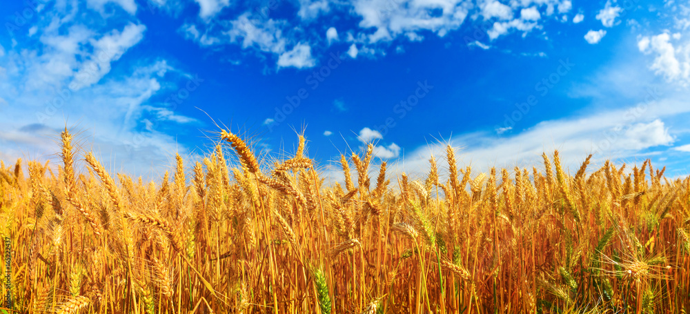 Obraz premium Panorama of wheat