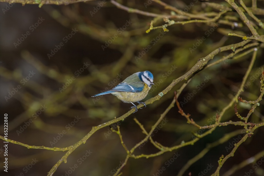 Oscine bird sitting on a limb Oscine bird sitting on a limb