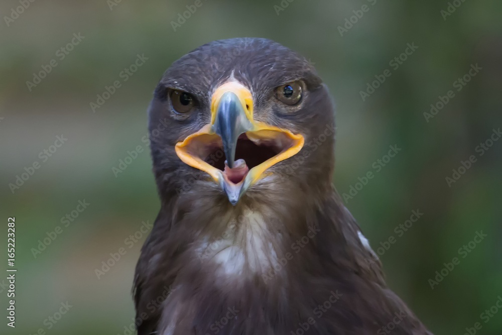 Close up portrait of a Stone Eagle Close up portrait of a Stone Eagle