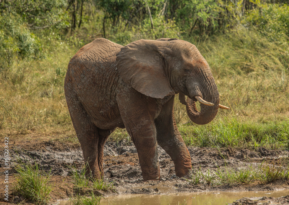 Obraz premium Young african savannah elephant bull at a waterhole spraying mud on his body as sun protection at the Hluhluwe iMfolozi Park