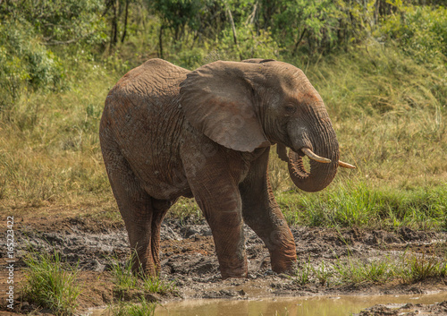Young african savannah elephant  bull at a waterhole spraying mud on his body as sun protection at the Hluhluwe iMfolozi Park
