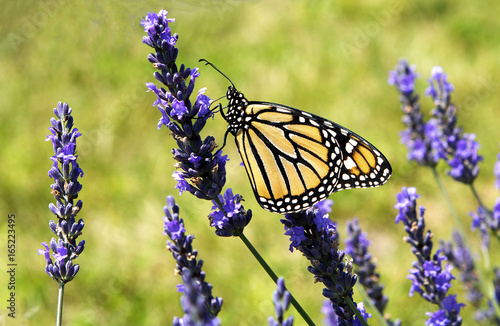 Beautiful butterfly in the lavender field