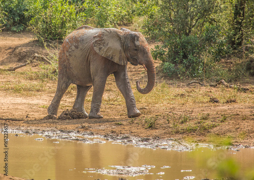 Young african savannah elephant  at a waterhole at the Hluhluwe iMfolozi Park