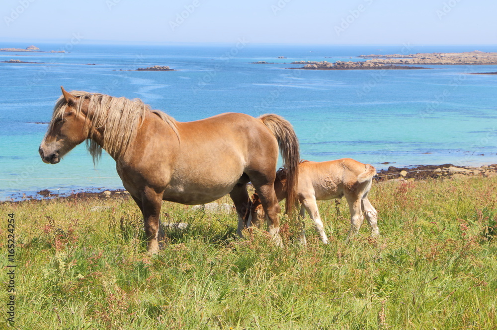 Jument Trait Breton et son poulain au pré près de la côte