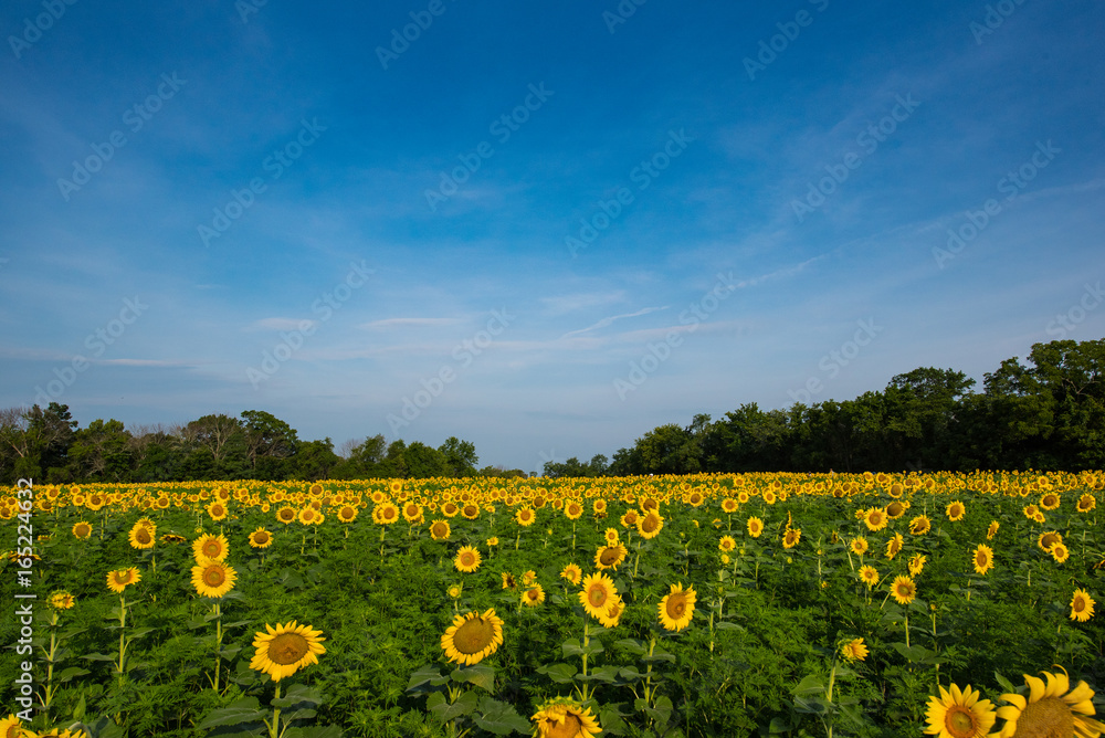 Fototapeta premium Sunflower Fields