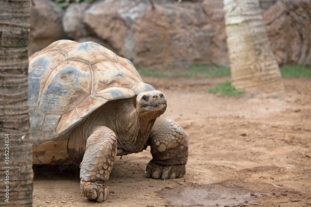 Fototapeta premium Big land tortoise crawling in the sand