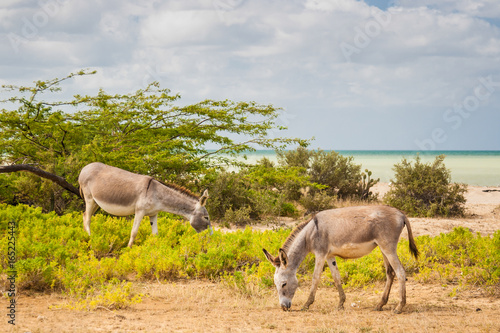Donkeys beside the beach at Cabo de la Vela