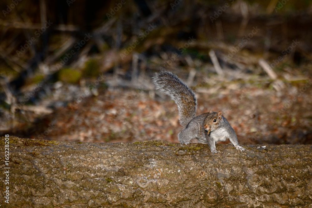 Fototapeta premium Gray Squirrel on Stem in Forrest in Spring
