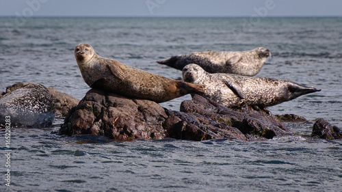 Common Seal (Phoca Vitulina) and Grey Seals (Halichoerus Grypus) on Shore of Scotland, United Kingdom
