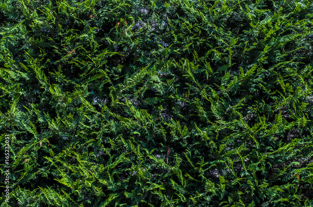 Spruce Tree Background Spruce Tree Background