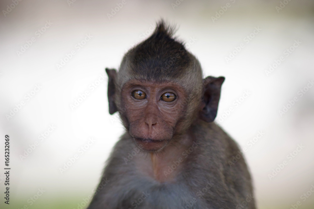 Fototapeta premium 可愛いサル