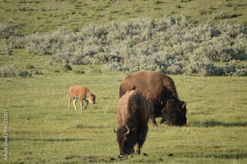 Yellowstone