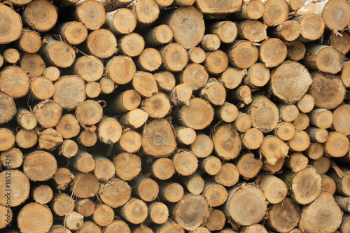 Chopped fuel wood in a forest