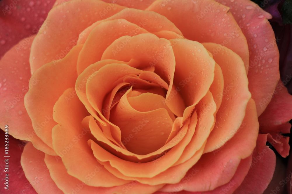 Big pink rose Big pink rose