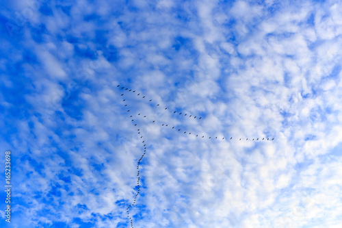 Vogelschwarm vor Wolken in blauem Himmel