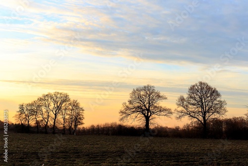 Sonnenuntergang mit Bäumen und wolkigem Himmel