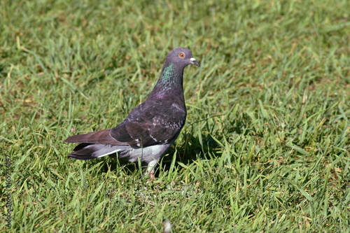Pigeon © Mário Filipe