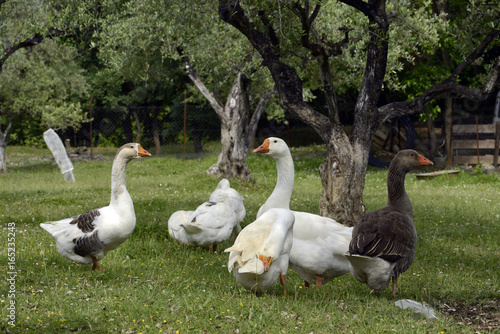 freilaufende Gänse auf einem Bio-Bauernhof photo