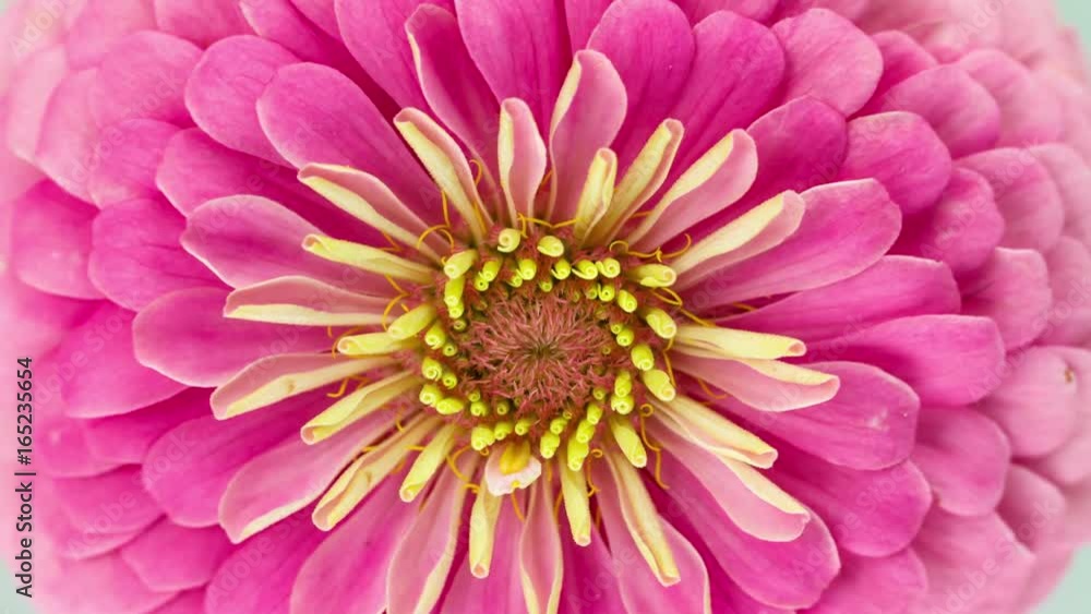 Pink Zinnia Flower Blooming. a close-up Macro Time Lapse. Pink Zinnia Flower Blooming. a close-up Macro Time Lapse.