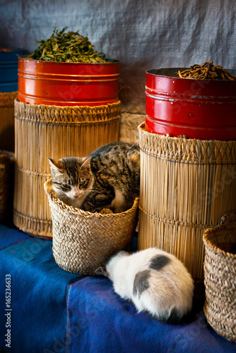 Market, Cats, Morocco