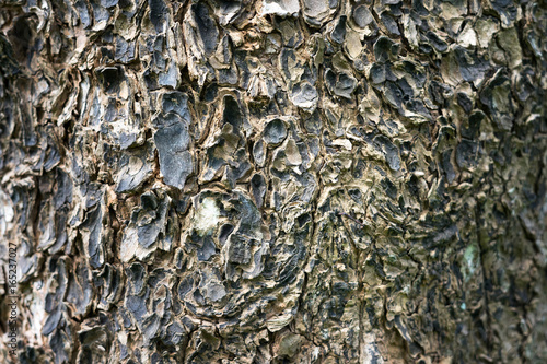 Bark texture background.