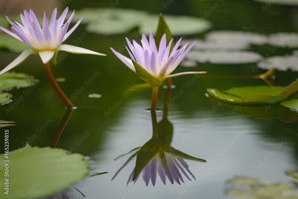 Beautiful lotus flower is the symbol of the Buddha, Thailand Beautiful lotus flower is the symbol of the Buddha, Thailand