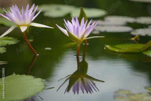 Beautiful lotus flower is the symbol of the Buddha  Thailand