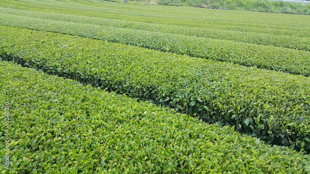 Beautiful fresh green tea plantation at Jeju do,