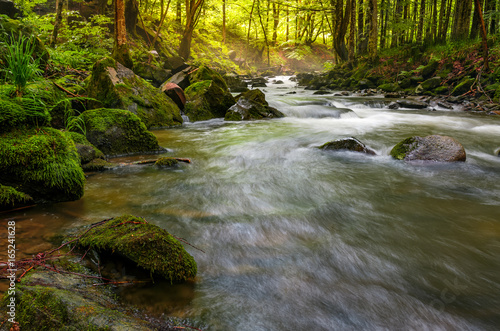 Vászonkép river flow in sunny forest at sunrise